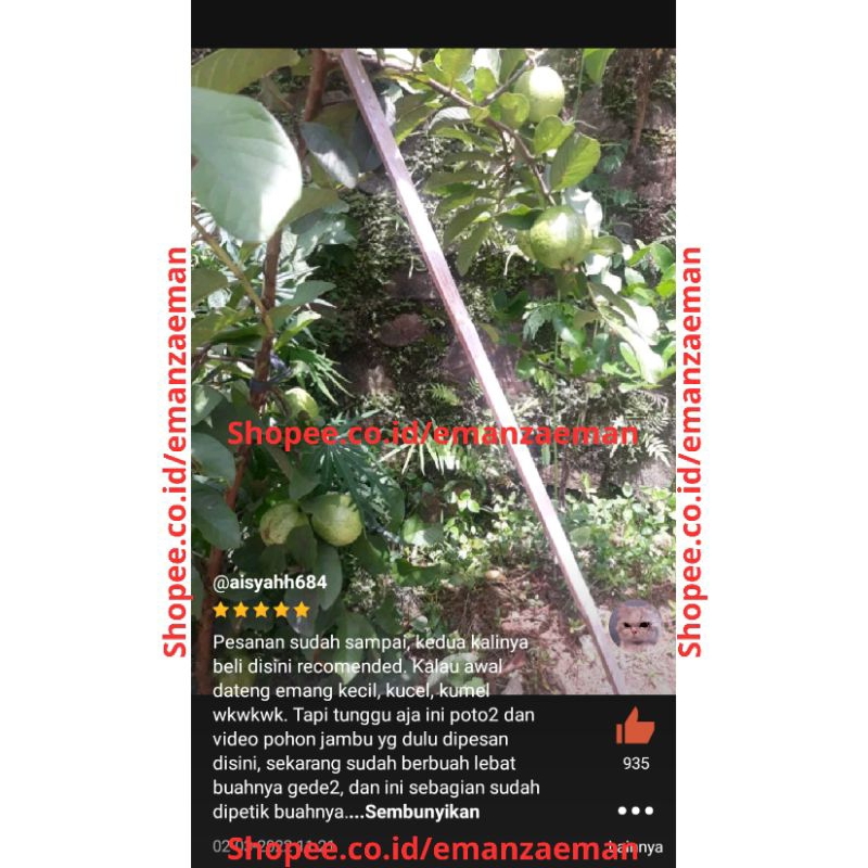 Pohon jambu kristal cangkokan berbuah berbunga