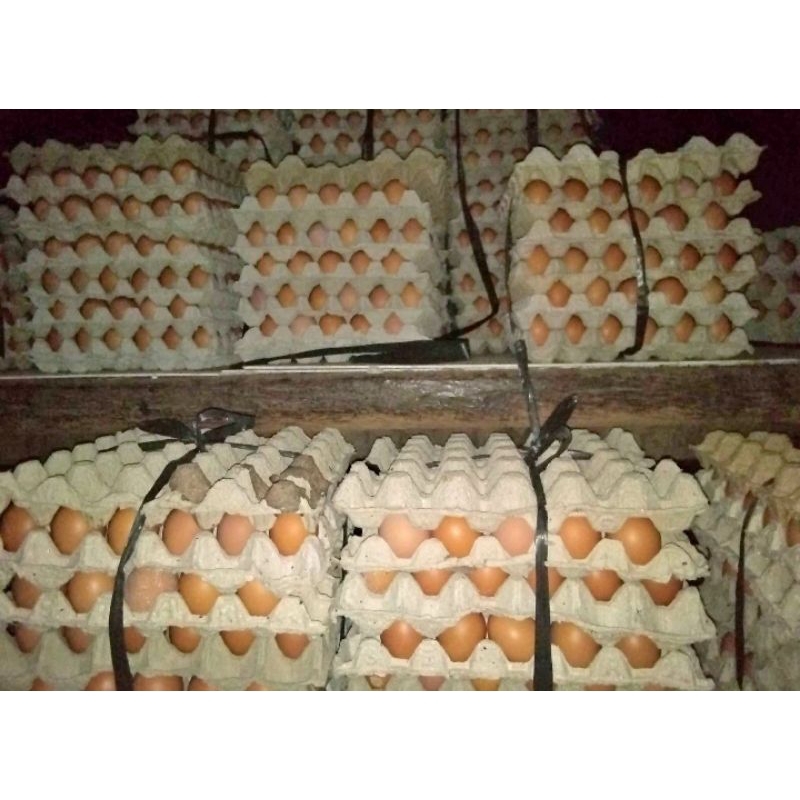 

Telur horn (khusus area glenmore)