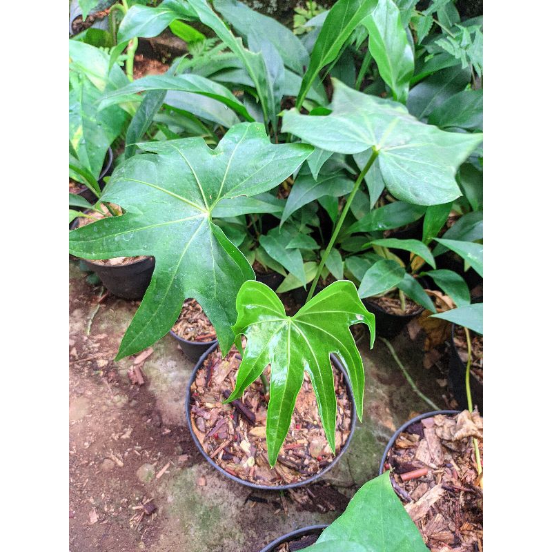 anthurium jari / anthurium pedatoradiatum