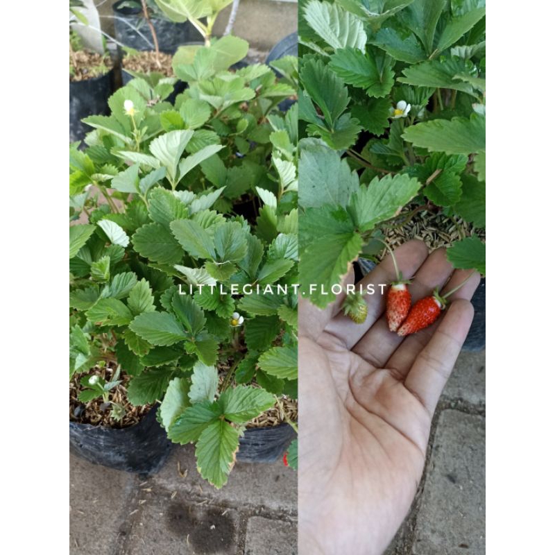 Bibit Tanaman Buah Stroberi Alexandria/ Strawberry Import