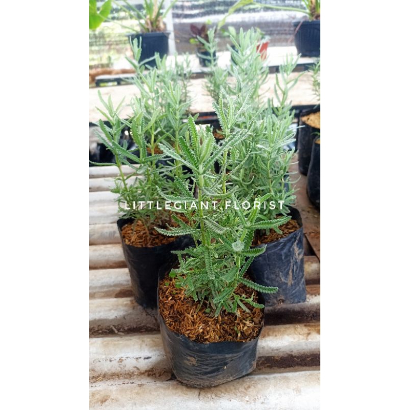 Bibit Tanaman Lavender French/ Lavender Import