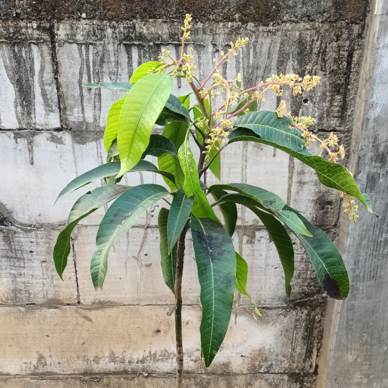 bibit mangga mahatir berbunga lebat