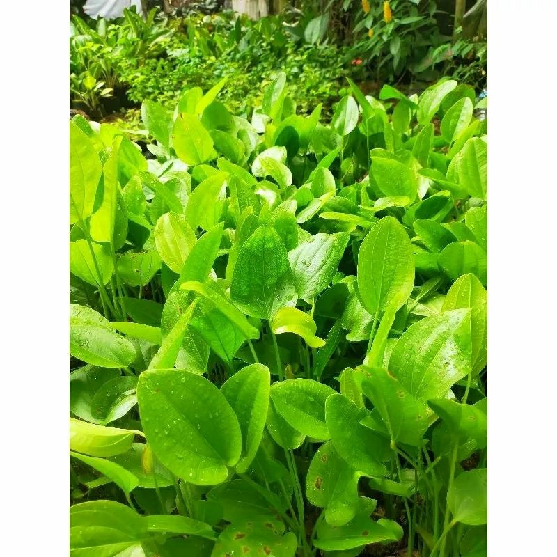 TANAMAN HIAS MELATI AIR / MELATI AIR / TANAMAN HIAS MELATI