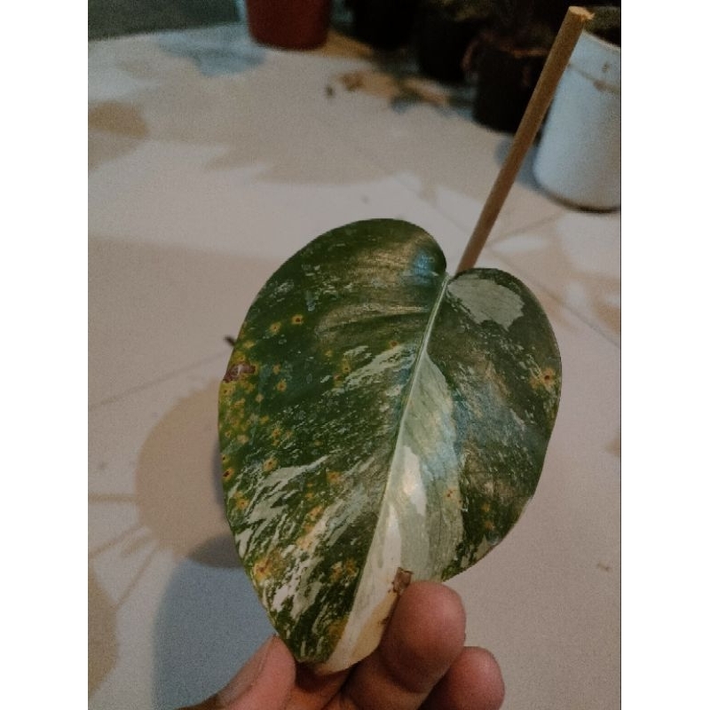 Monstera Varigata Holland Marble (LINK CO)