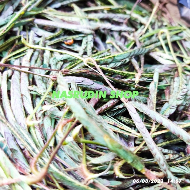 

DAUN PUTRI MALU SEGAR 50 LEMBAR LANGSUNG PETIK
