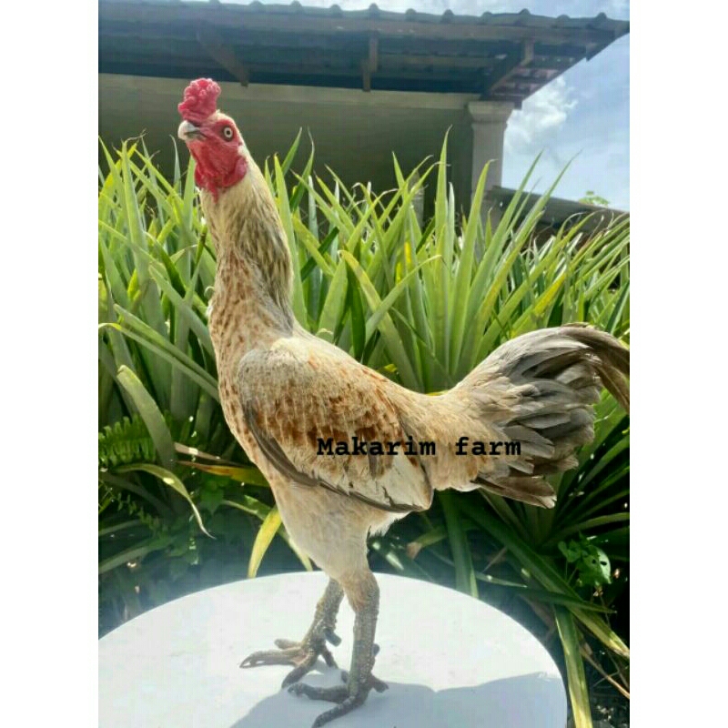 telur bulbi telur pama bulbi telur fertil telur ayam hias