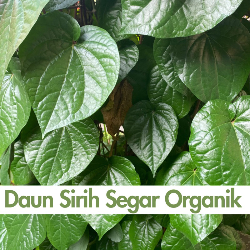 

Daun Sirih Segar Alami | Daun Sirih Organik | Daun Sirih Segar 100% Organik