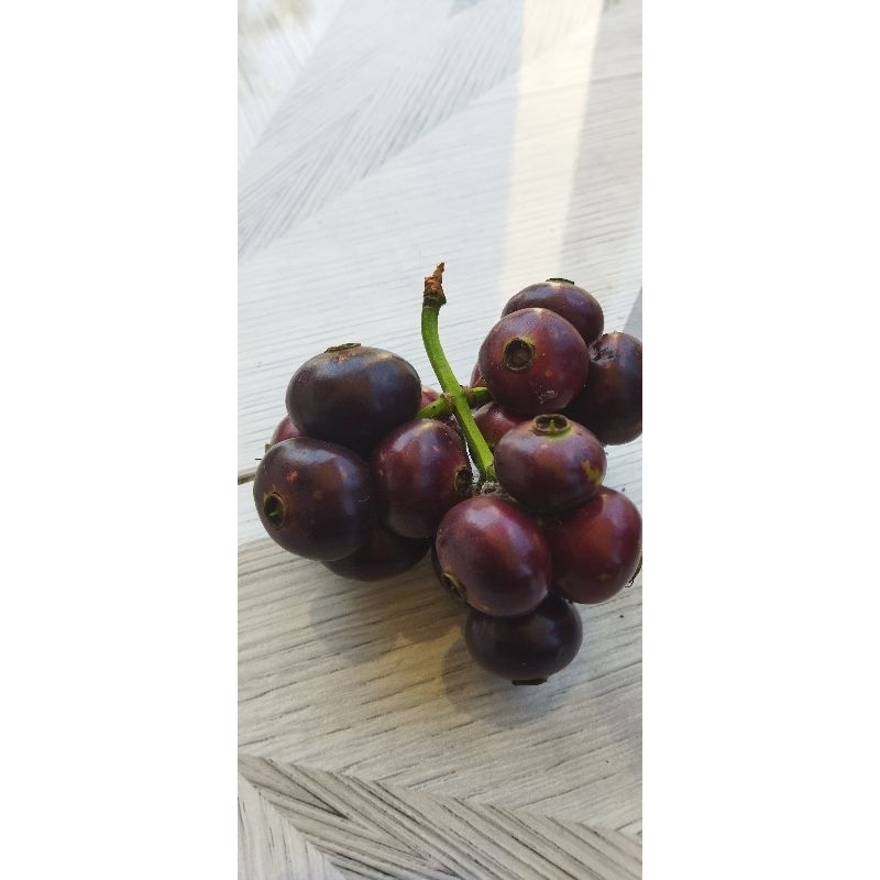 buah gowok atau kupa segar