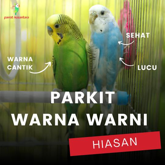 burung parrot parkit ombyokan warna warni jantan betina hiasan aviary