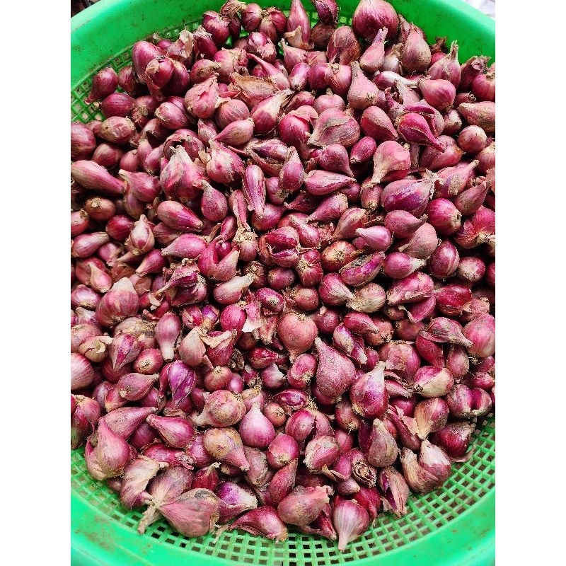 

Bawang Merah Brebes Asli