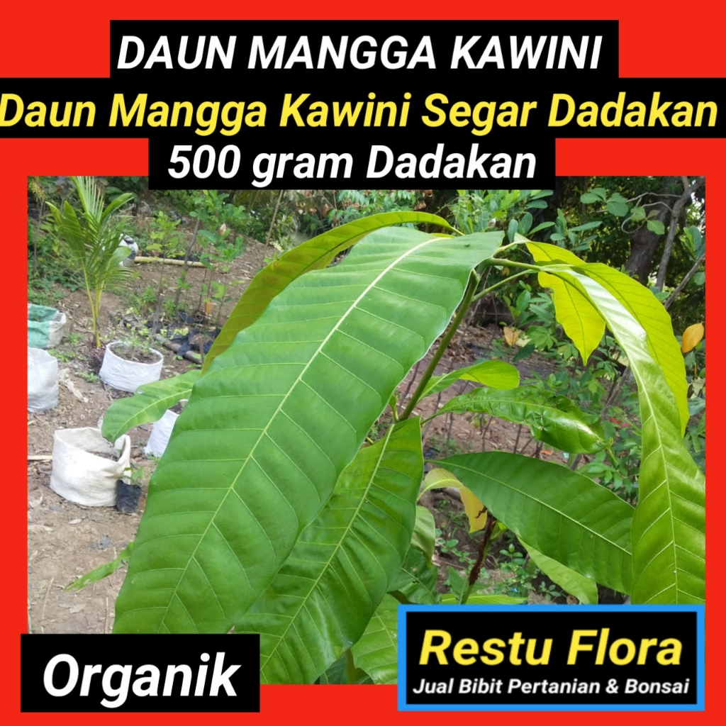

Daun Mangga Kawini Segar Organik 500gram