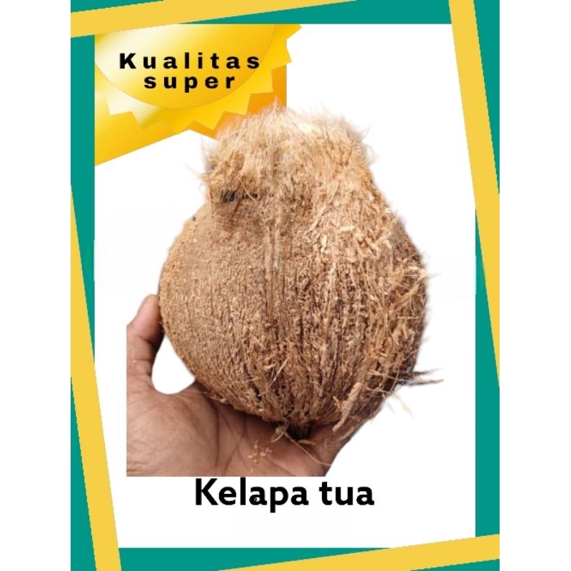 

kelapa tua terbaik kualitas super kelpa + air sudah di kupas