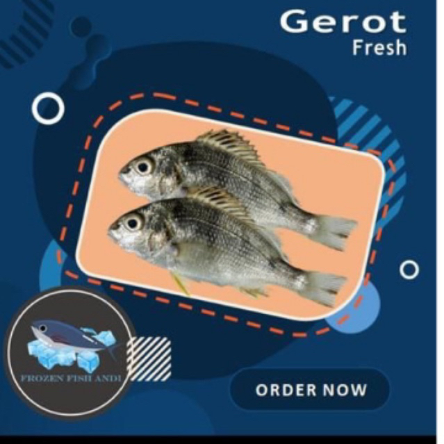 

Ikan gerot kakap putih fresh segar