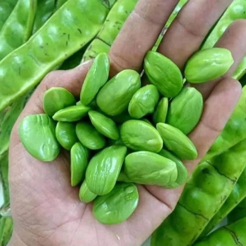 PETAI 1 IKAT ISI 10 LONJOR/PAPAN