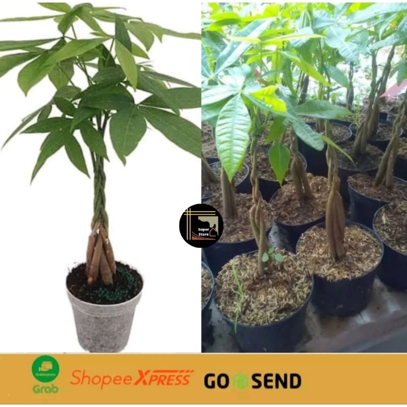 Tanaman Pachira Money Tree Kepang | Tanaman Hias Pachira Kepang