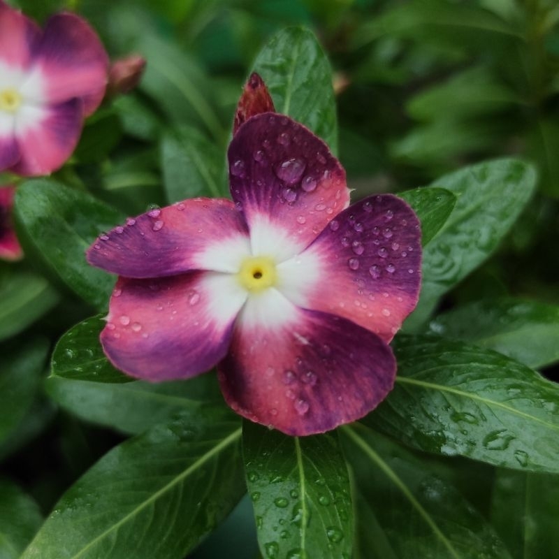 Benih Bunga Vinca Ningrum Mutasi -15 biji