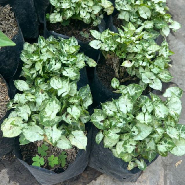 Syngonium liliput / Syngonium / Syngonium mini REAL PICT