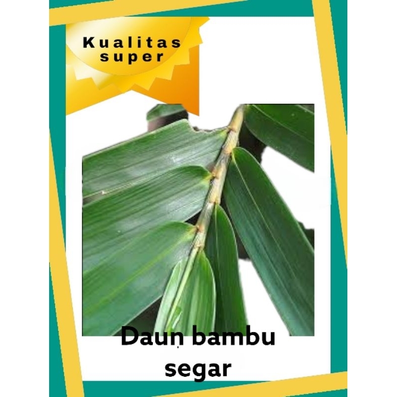 

daun bambu segar bungkus makanan obat serbaguna kuaalitas terbaik 100 lembar atow satu ikat termurah untuk semua jenis