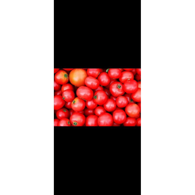 

tomat 1kg