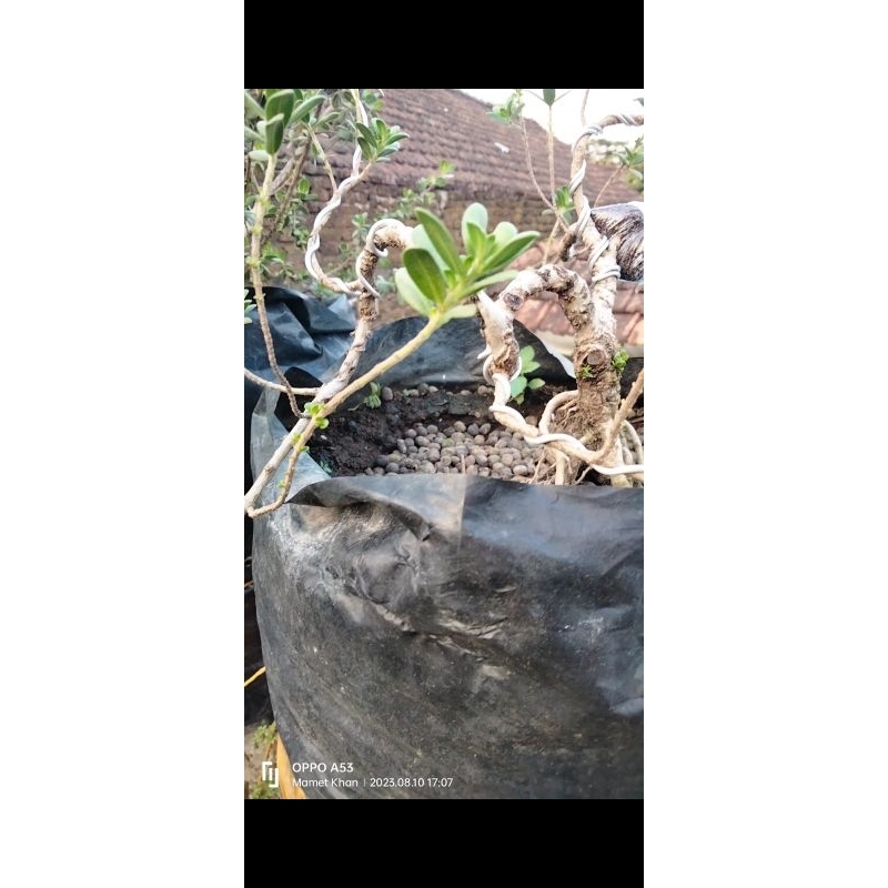 santigi mawar mikro on the rock