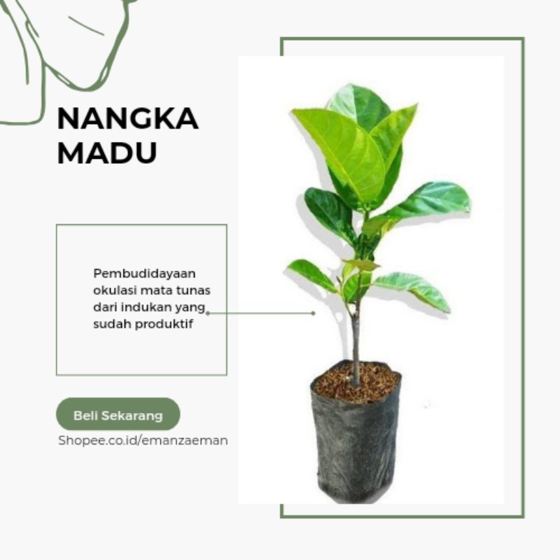 Bibit Nangka Madu Pohon Nangka Madu