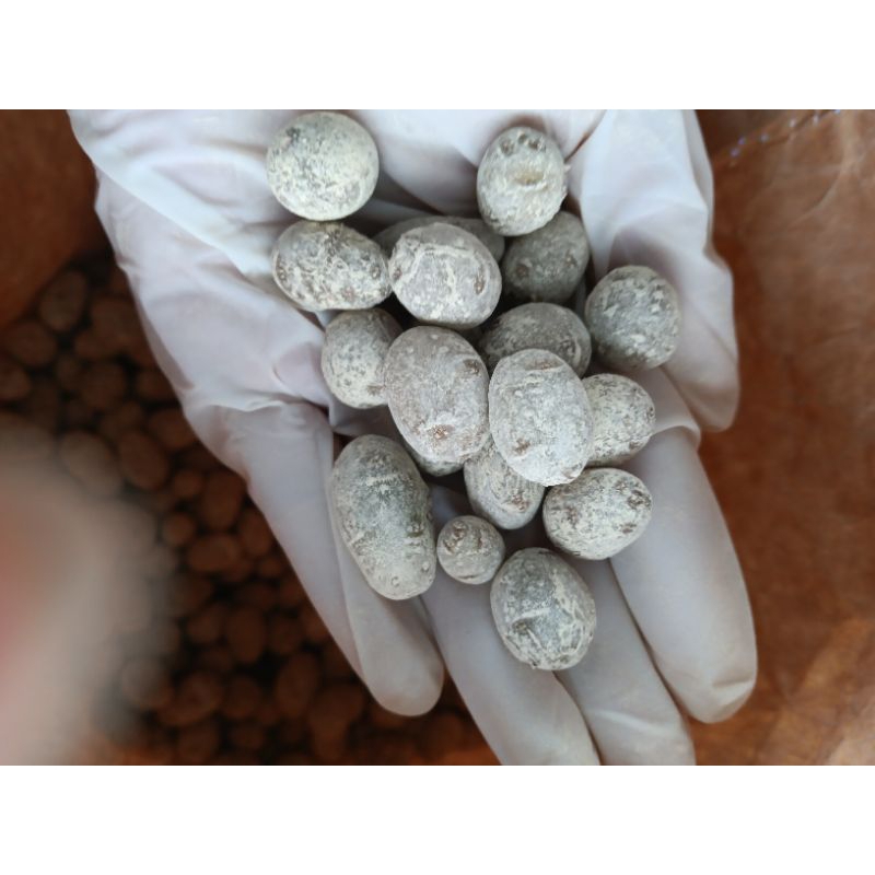 Bibit G0 Kentang GRANOLA L, Ukuran kelereng