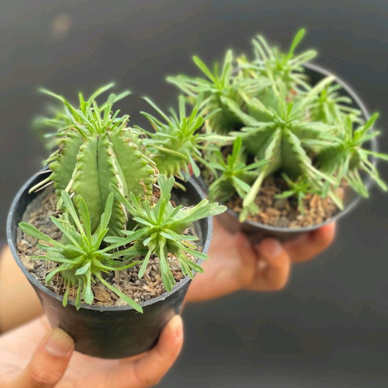 Kaktus Euphorbia Cumi