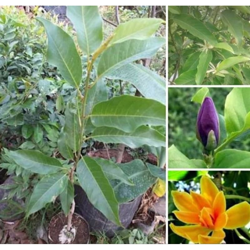 Bibit Bunga Kantil ( Merah, Ungu, Putih, Kuning)