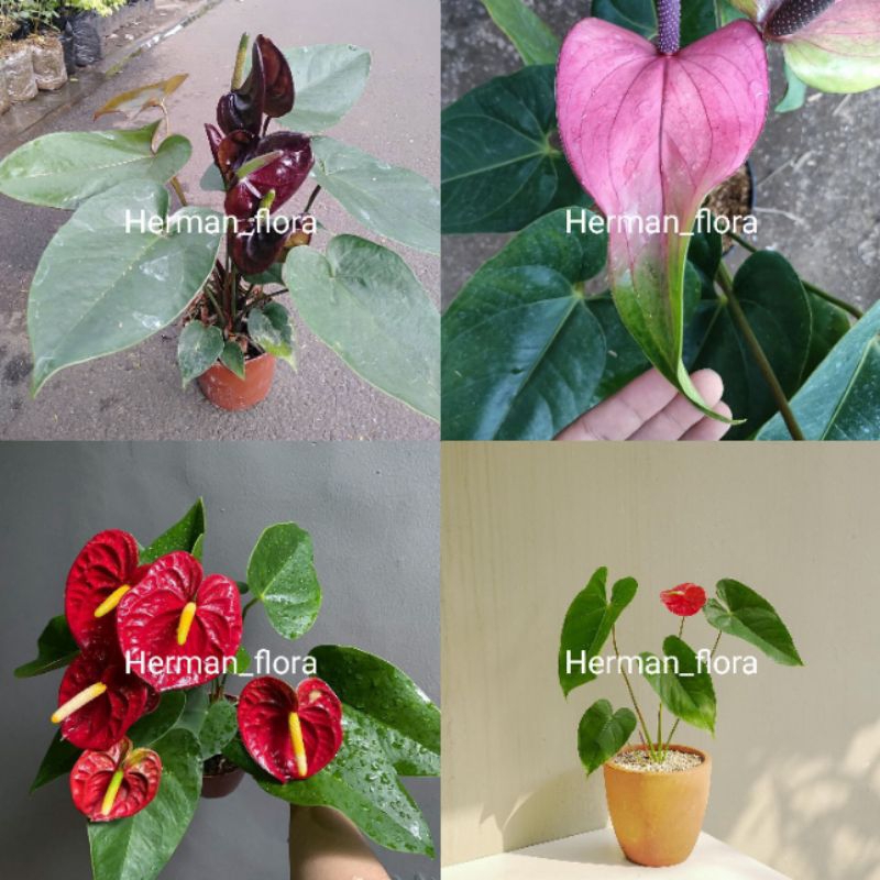 Bibit tanaman hias anthurium bunga mix // anthurium
