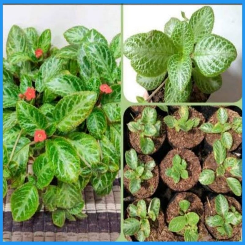 Bibit Bunga Episcia | Bunga gantung