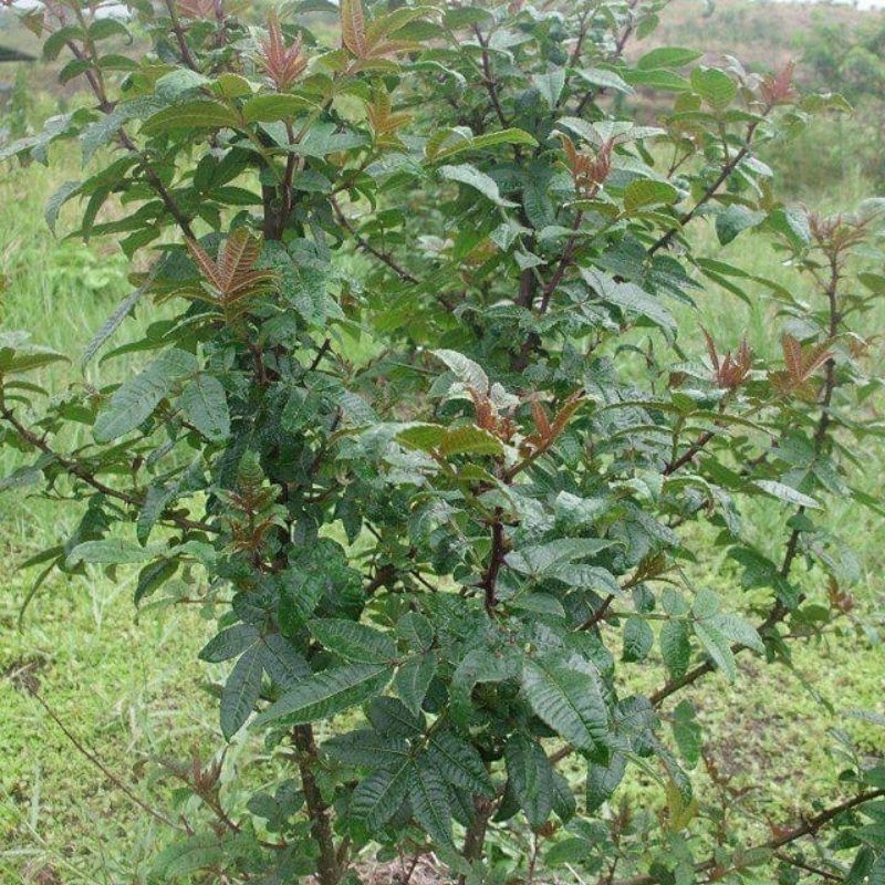 Bibit tanaman andaliman/itir/merica Batak (Zanthoxylum acanthopodium) mirip Szechuan pepper (lada Si