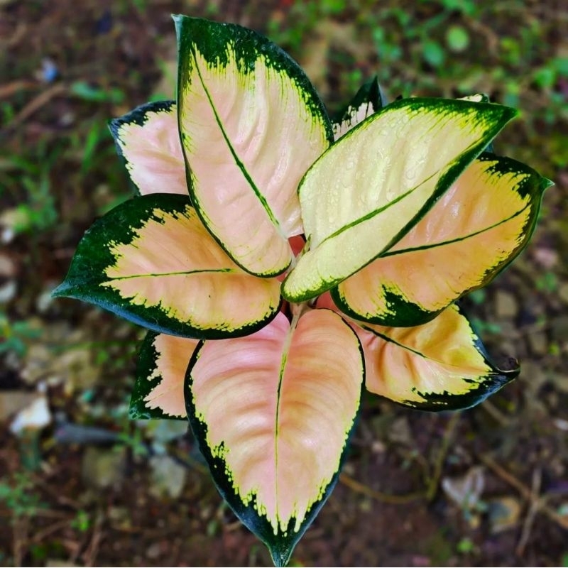 Aglonema Khocin Sutra Mutasi Super Kuning - tanaman hias hidup - bunga hidup - bunga aglonema - agla