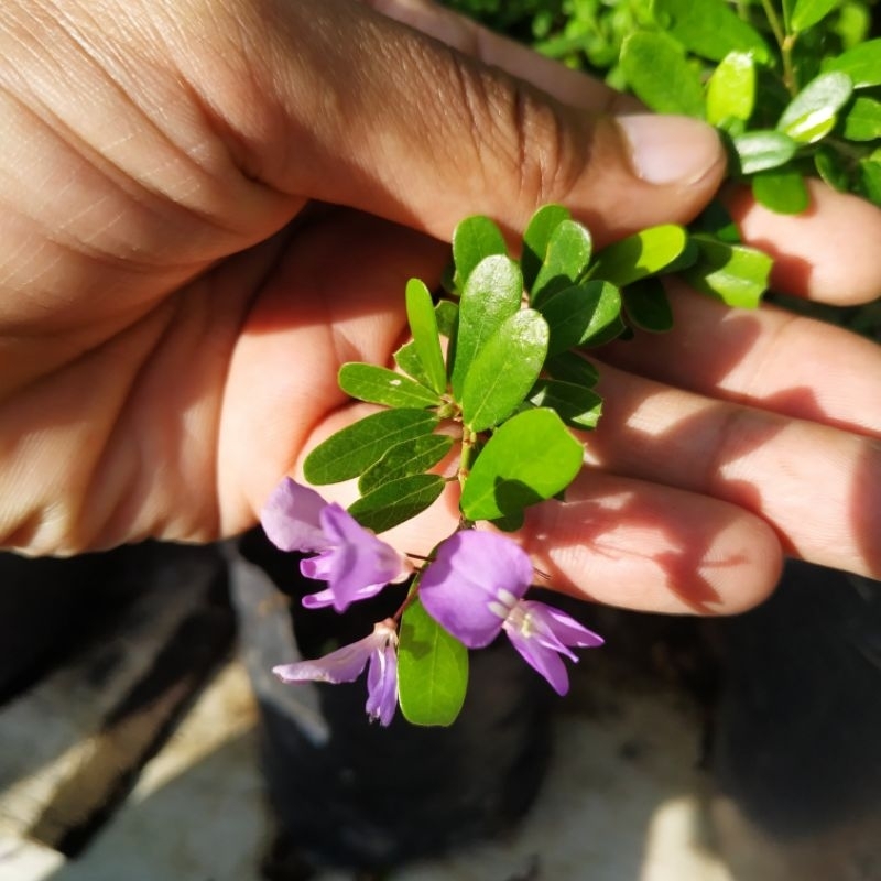 saeng simbur lokal / tanpa duri( desmodium sp.)