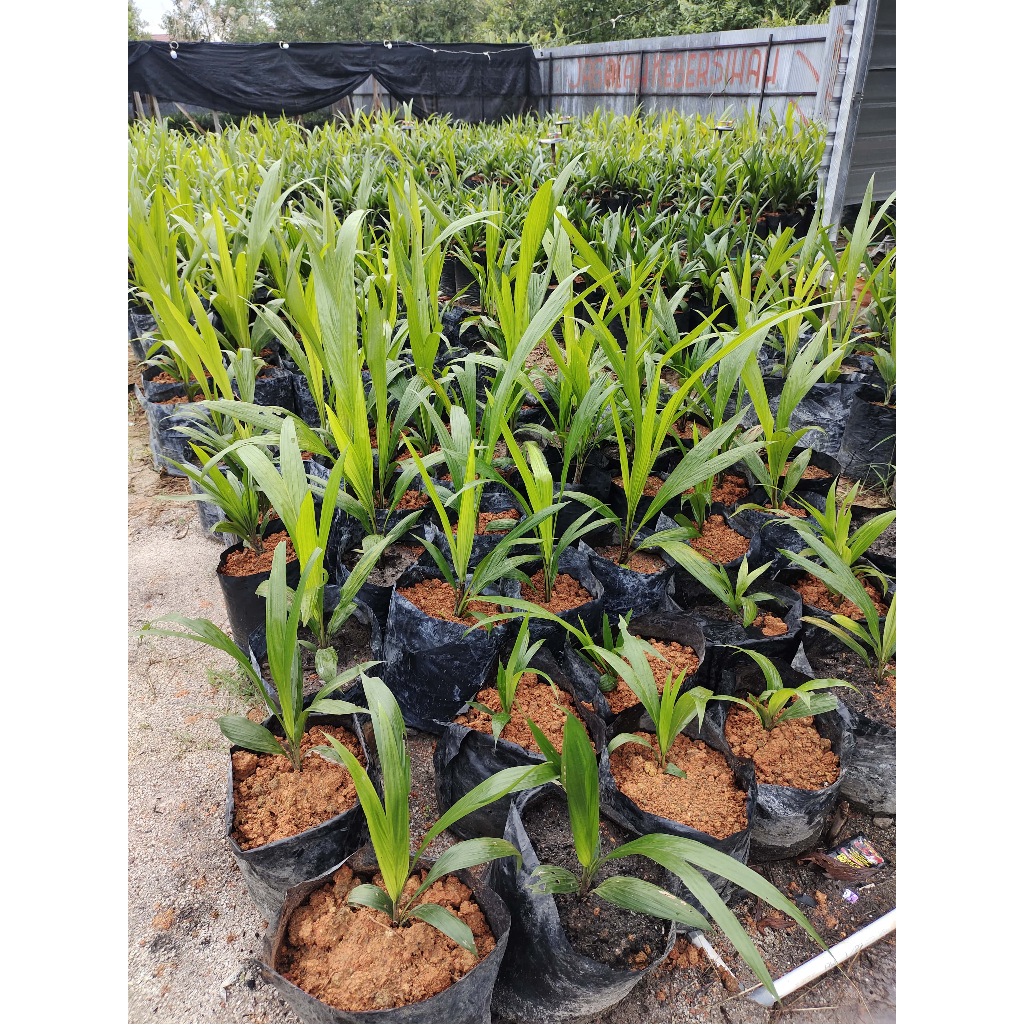 BIBIT SAWIT SIMALUNGUN