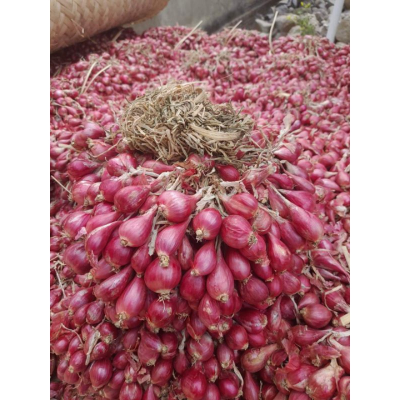 

Bawang merah bawang merah brebes bawang merah brebes 500gr bawang merah super