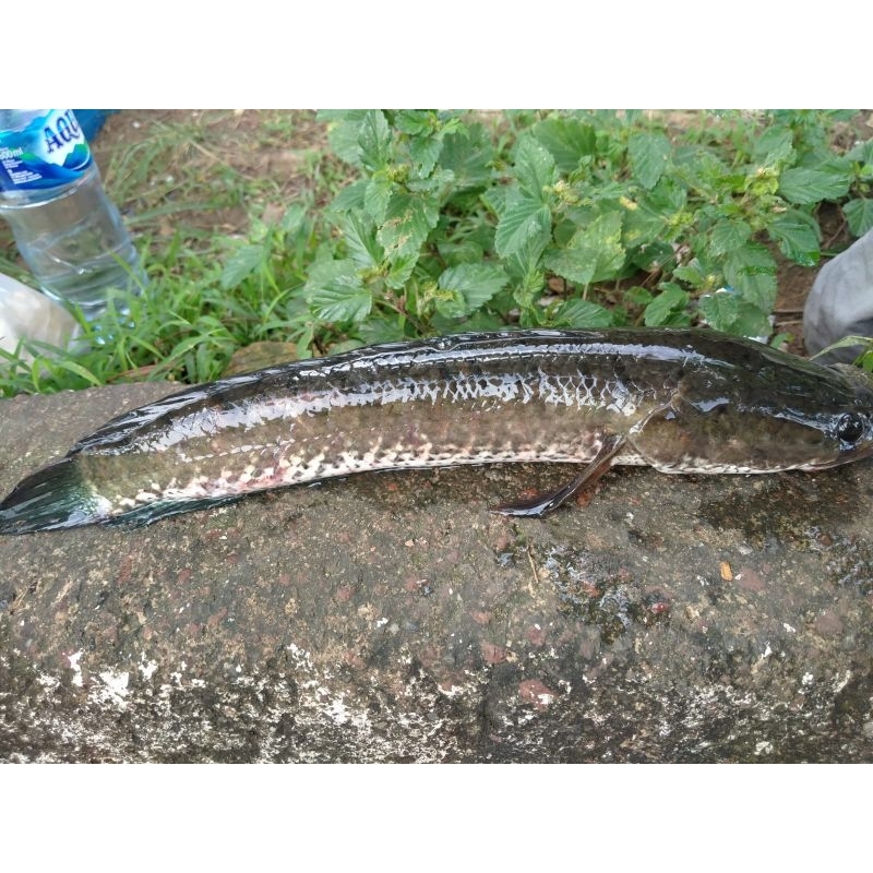

Ikan gabus sedang