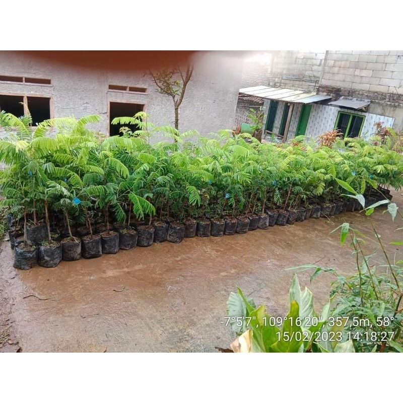 Bibit petai/pendey Okulasi