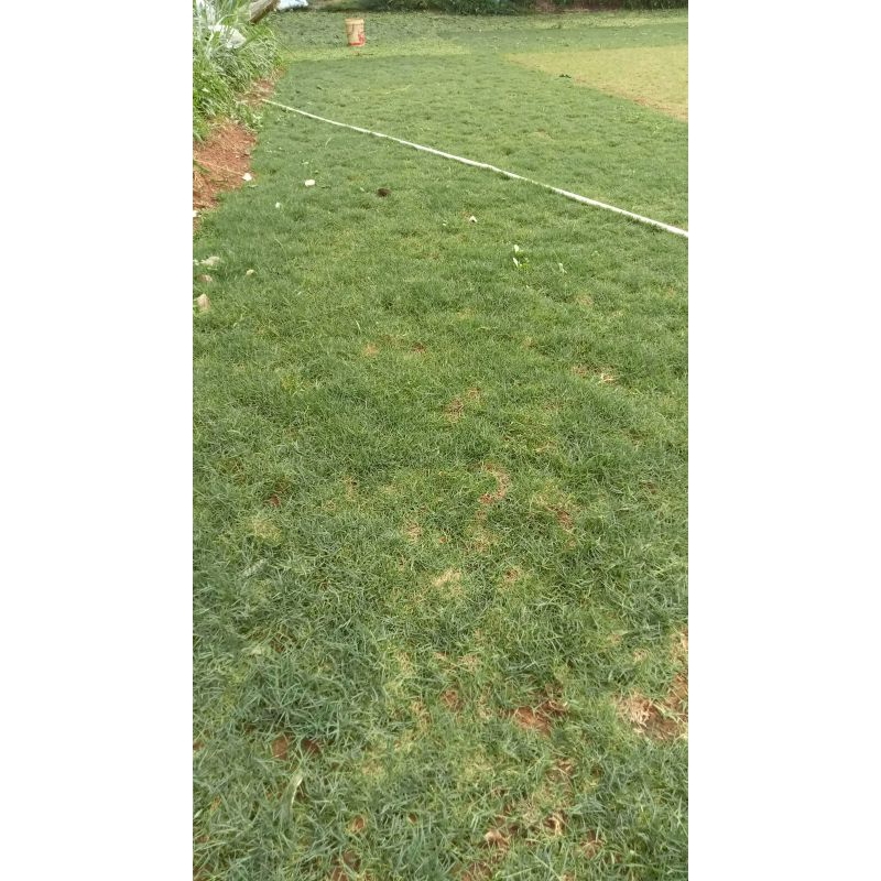 Pusat Rumput Golf Rumput Taman Bibit Rumput Golf