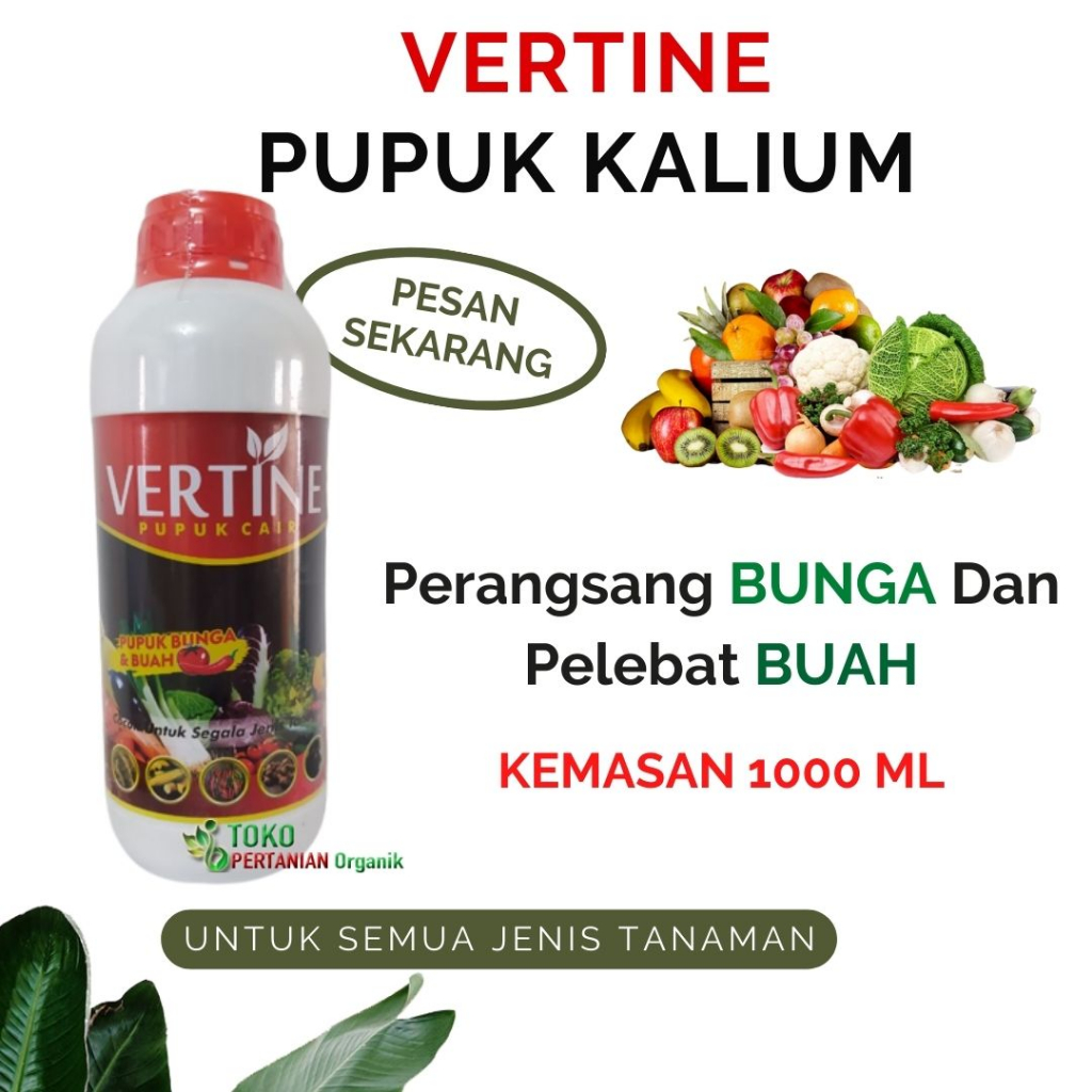 PUPUK bawang merah umur 30 hari, nutrisi tanaman bawang putih