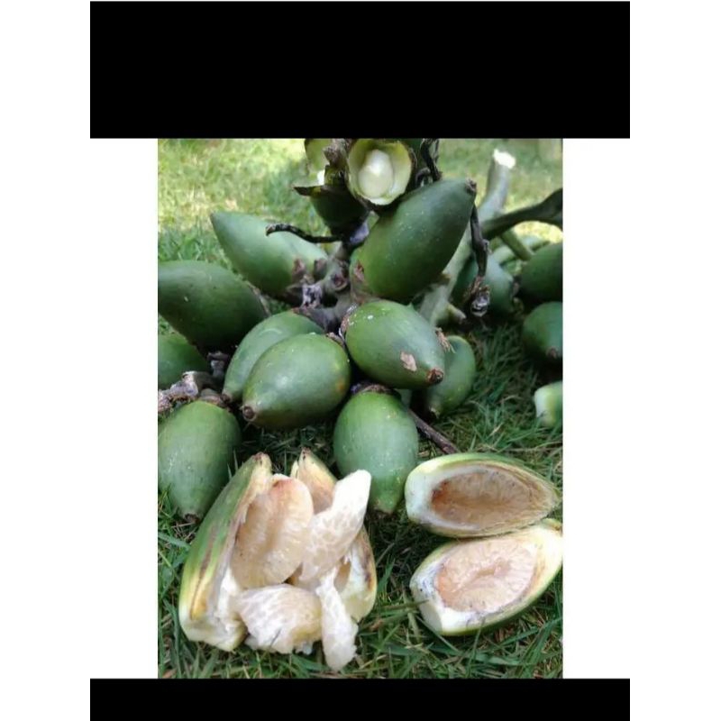 

Buah pinang muda berkhasiat 1KG