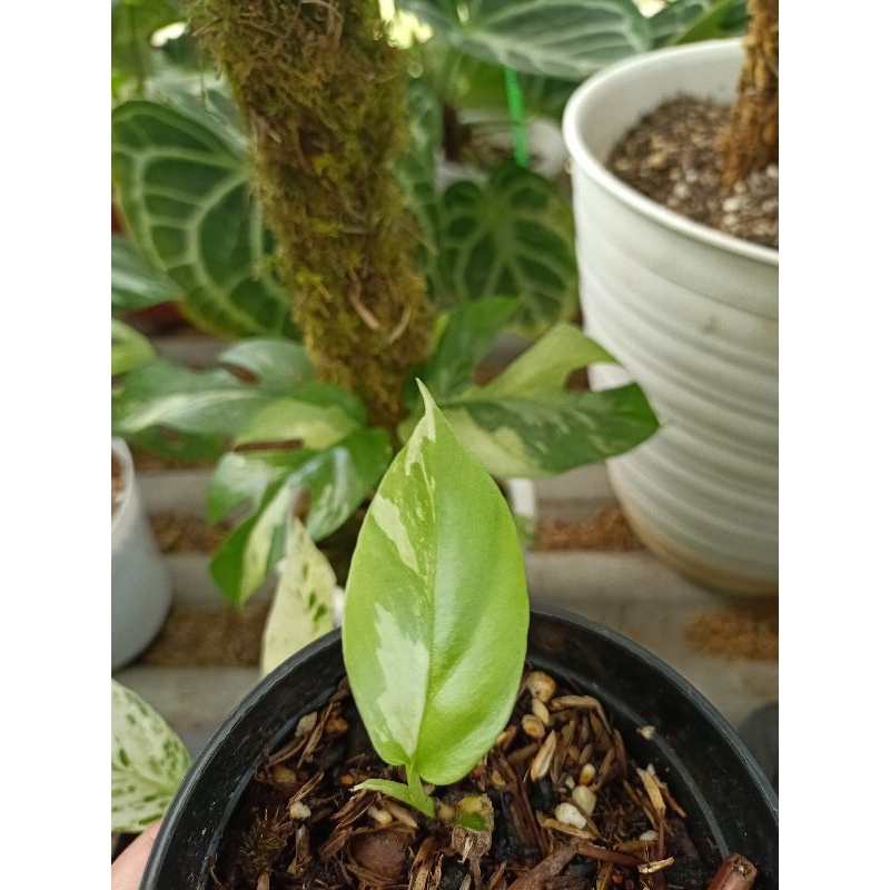 rhapidopora tetrasperma variegata