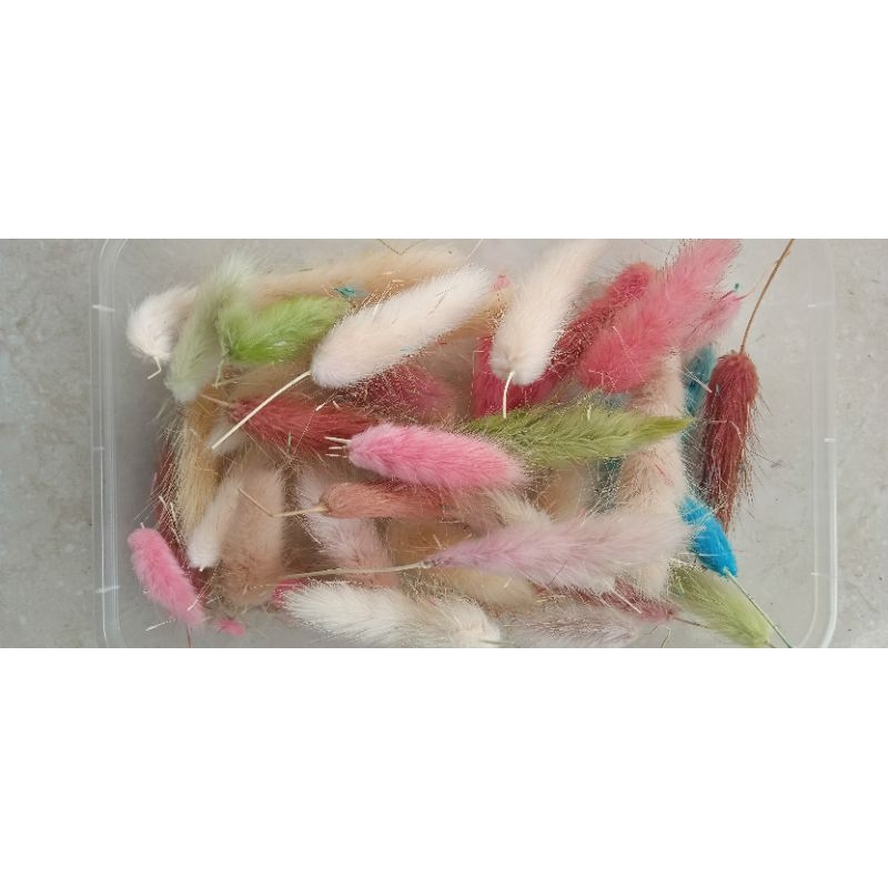 potongan bunga lagurus, dried lagurus mix warna, lagurus ovatus (isi 15)
