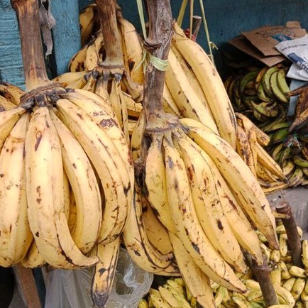 

BUAH PISANG TANDUK SUKABUMI 1 PCS SUPER