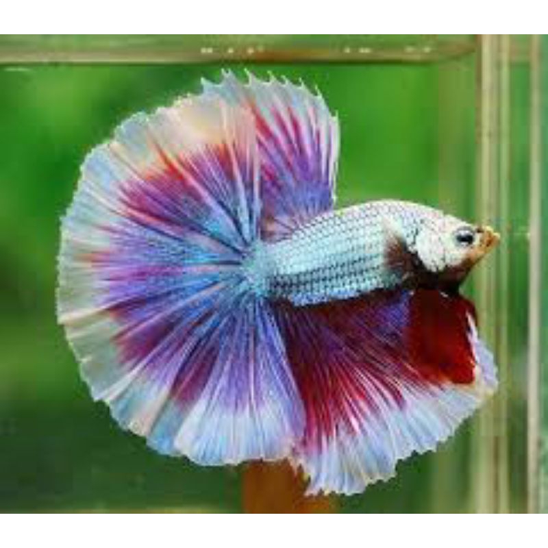 cupang halfmoon lavender size L