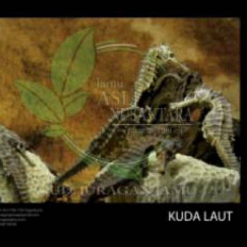 

1 kg kuda_laut utuh kering 1000 gr herbal