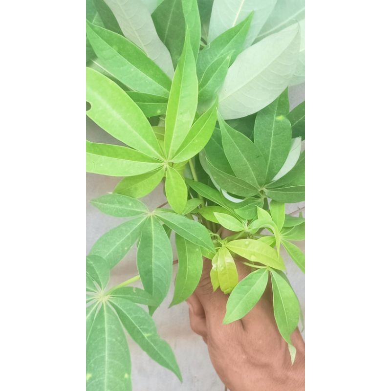 

Daun kapuk atau Randu