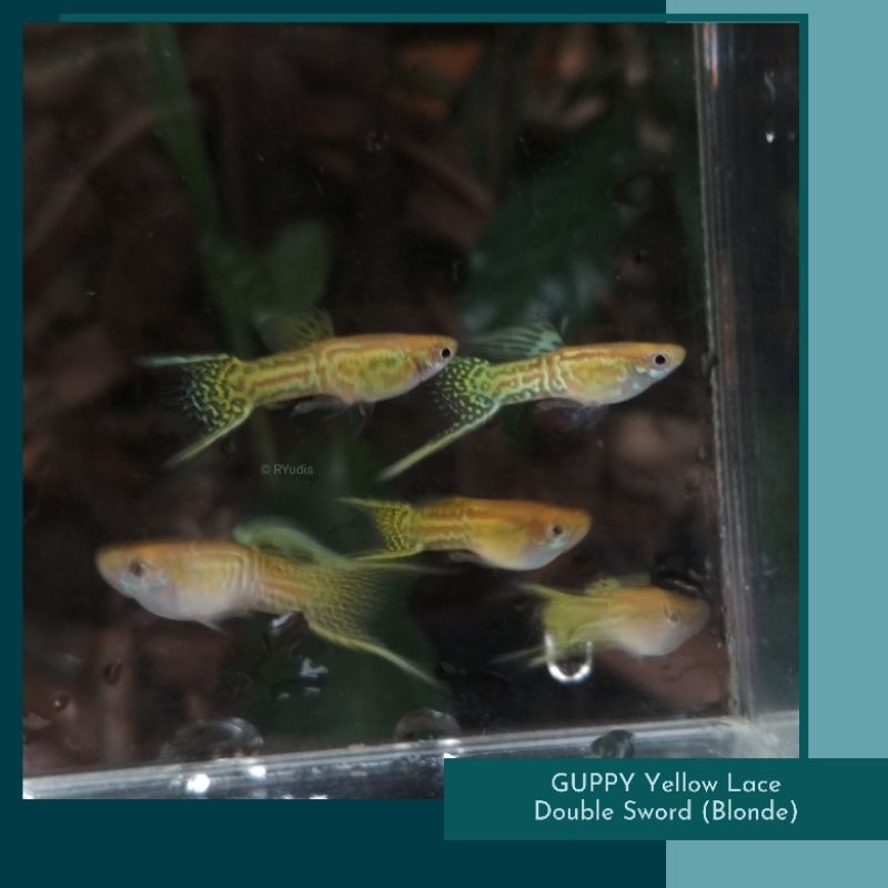Aksesoris - GUPPY Blonde Yellow Lace Double Sword