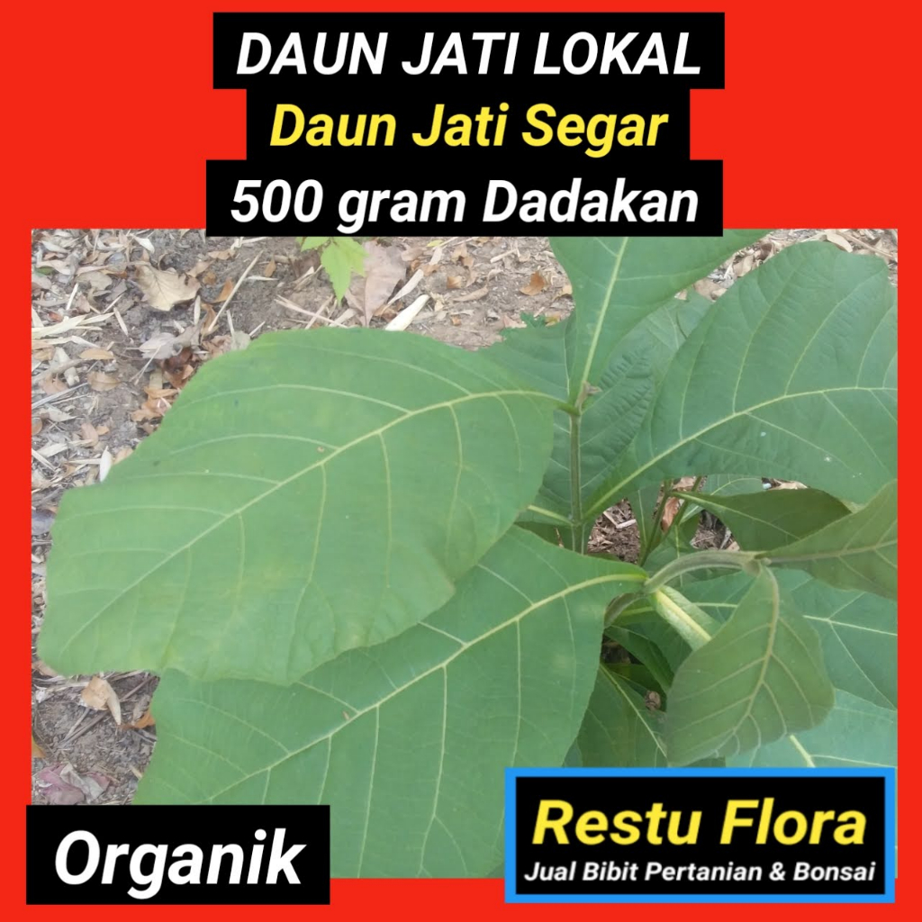 

Daun JATI LOKAL Segar Organik 500gram