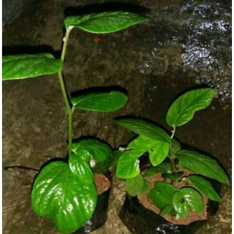 bibit tanaman obat singa depa