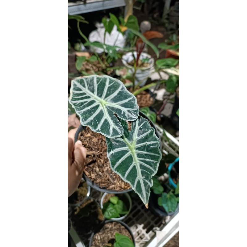alokasia parasol